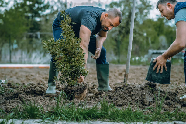 Best Tree Trimming and Pruning  in Camp Wood, TX